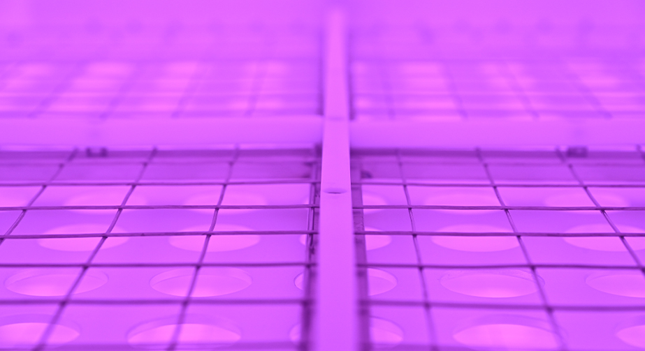 91短视频在线播放体处理技术在淀粉领域中的应用